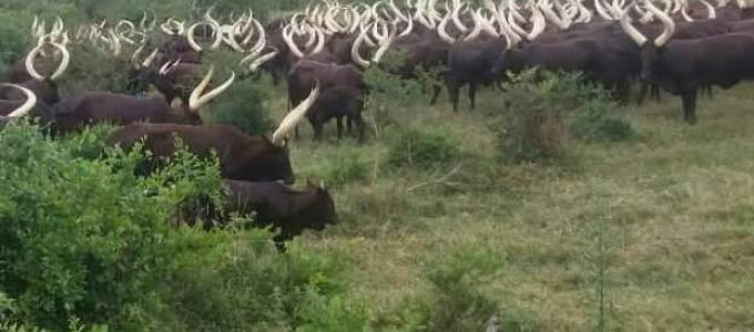 The beautiful traditional Ankole Long-Horned Cattle in one of our Kiruhura farms