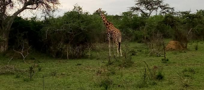 Beautiful Giraffe in Lake Mburo National Park