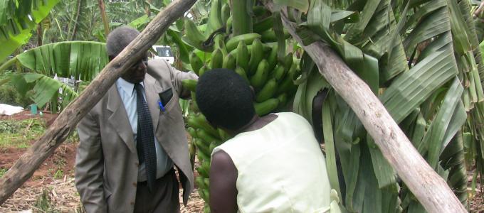 Banana crop growing is on the rise